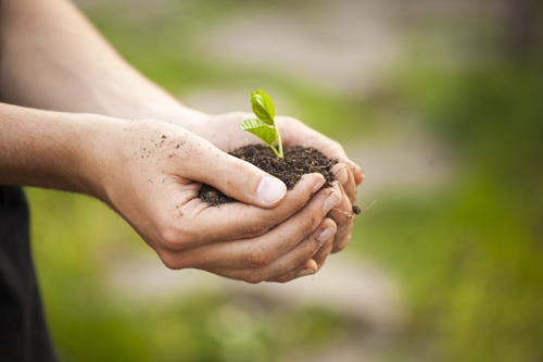 Hands holding little green plant seedleng